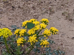 Callophrys