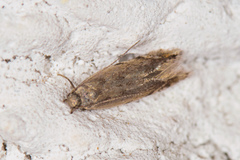 Battaristis concinnusella