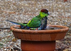 Purpureicephalus spurius