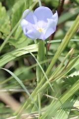 Nemastylis geminiflora, photograph (c) ashleyrsteel, some rights reserved (CC BY)