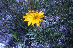 Gazania pectinata