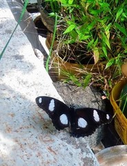Hypolimnas misippus