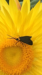 Pollanisus subdolosa