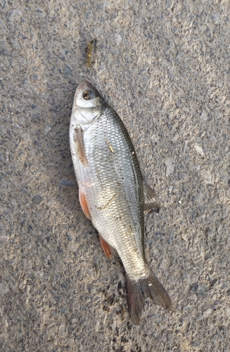 Amur ide (Leuciscus waleckii) — Cyprinidae