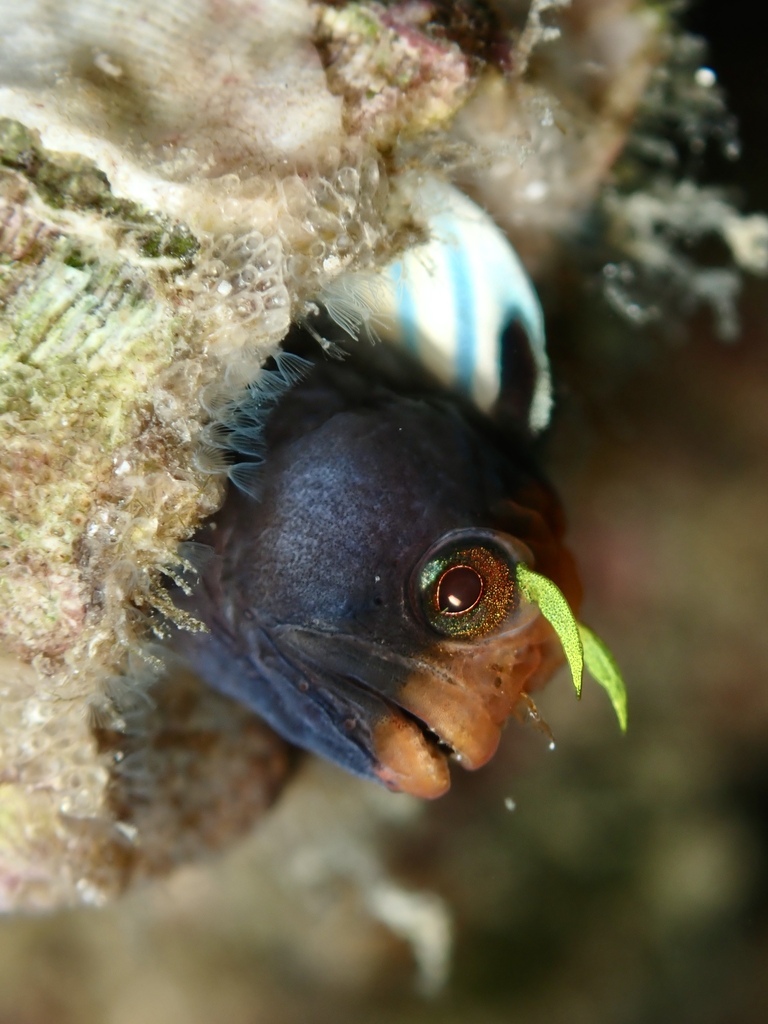 Angel Blenny