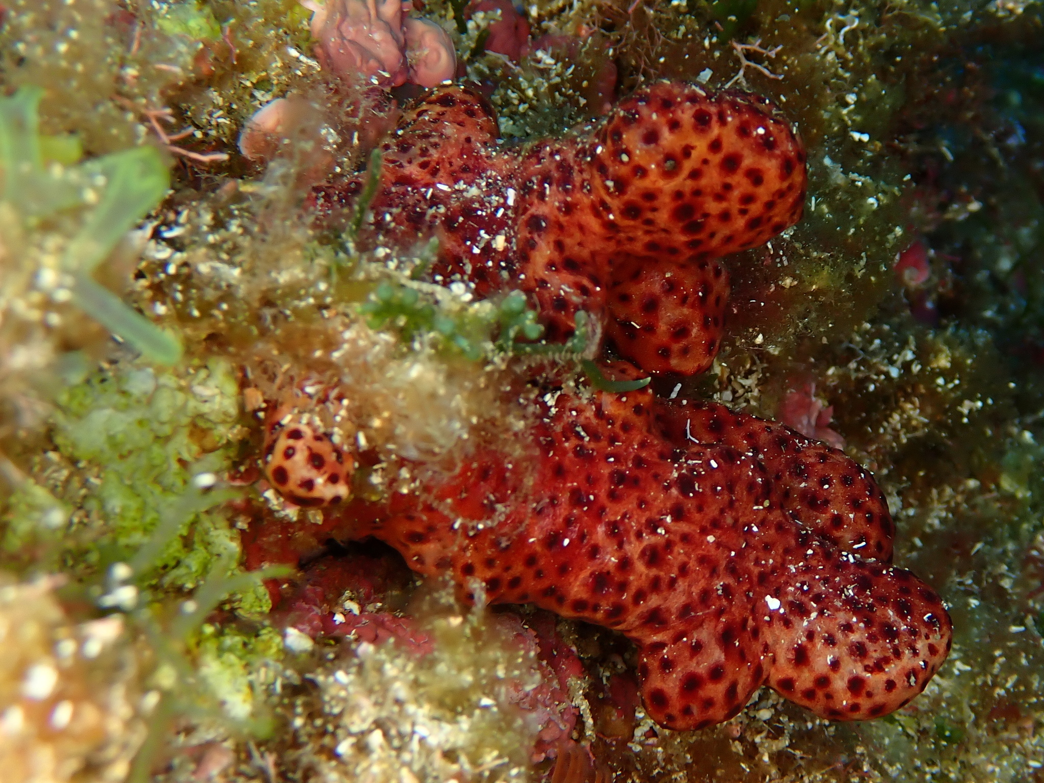 Alcyonium acaule Marion, 1878