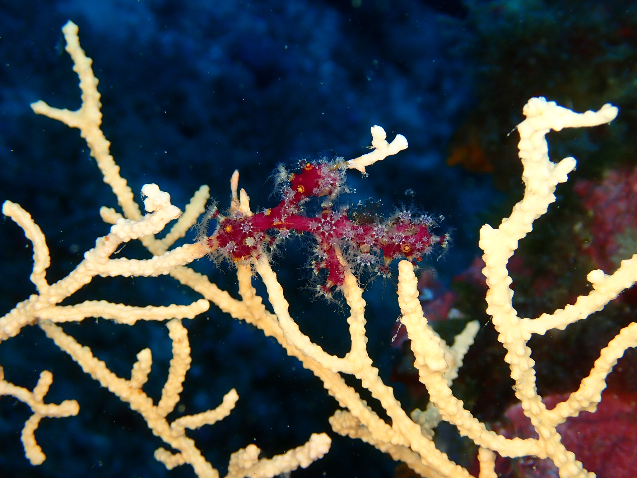 Alcyonium coralloides (Pallas, 1766)