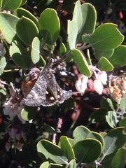 Litocala sexsignata