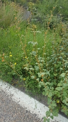 Sphaeralcea coulteri