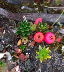 Disterigma empetrifolium