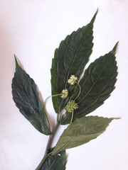 Elatostema dissectum
