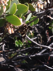 Litocala sexsignata