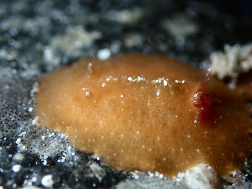 Geitodoris mavis