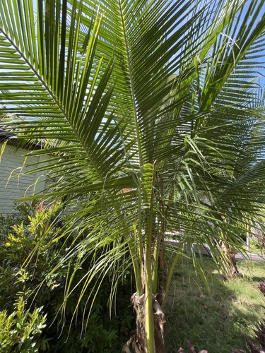 Cocos nucifera