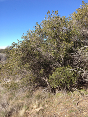 Quercus wislizeni frutescens