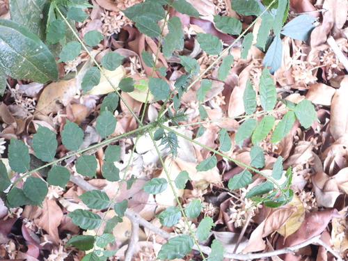 Zanthoxylum rhetsa observed 2026-04-25