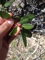 Quercus wislizeni frutescens