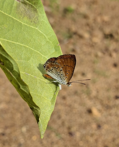 Synargis galena