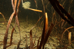 Posidonia australis