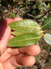 Quercus wislizeni frutescens
