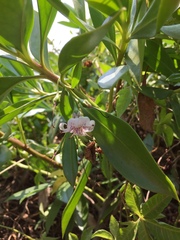 Myoporum bontioides