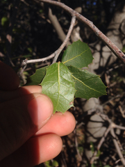 Quercus wislizeni frutescens