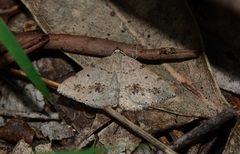 Taxeotis perlinearia