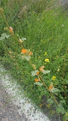 Sphaeralcea coulteri
