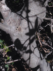 Quercus wislizeni frutescens