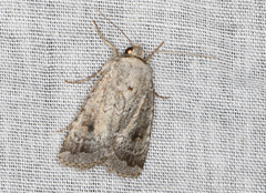 Proteuxoa amaurodes