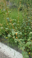 Sphaeralcea coulteri