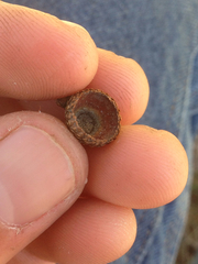 Quercus wislizeni frutescens