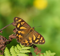 Heteronympha banksii