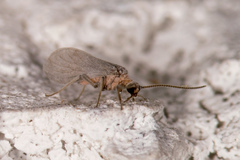 Coniopteryx