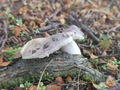 Russula grisea