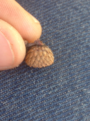 Quercus wislizeni frutescens