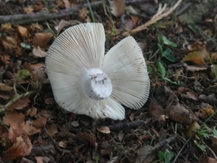 Russula grisea