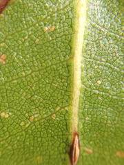 Quercus wislizeni frutescens