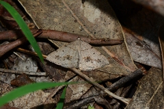 Taxeotis perlinearia