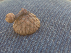 Quercus wislizeni frutescens