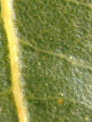 Quercus wislizeni frutescens