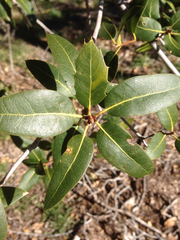 Quercus wislizeni frutescens
