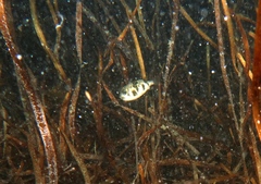 Contusus brevicaudus