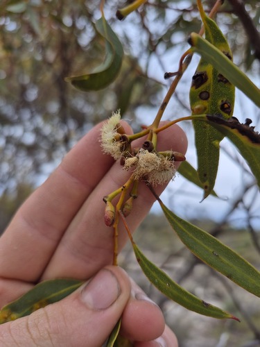 Eucalyptus uncinata observed 2026-04-27