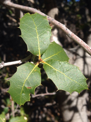 Quercus wislizeni frutescens