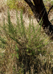 Ozothamnus rosmarinifolius