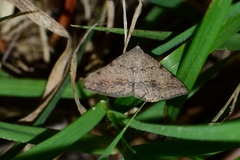 Taxeotis perlinearia