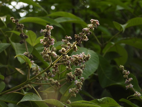 Vitex altissima observed 2026-04-25