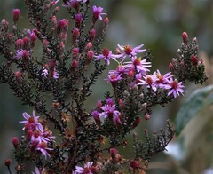 Diplostephium hartwegii