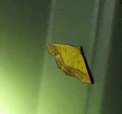 Xanthanomis fuscifrons